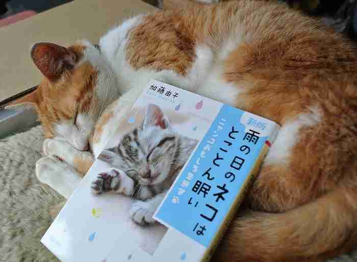 ガルちゃん猫カフェ18号店 開店しました♪ (初めての方も大歓迎！)