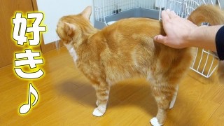 ガルちゃん猫カフェ18号店 開店しました♪ (初めての方も大歓迎！)