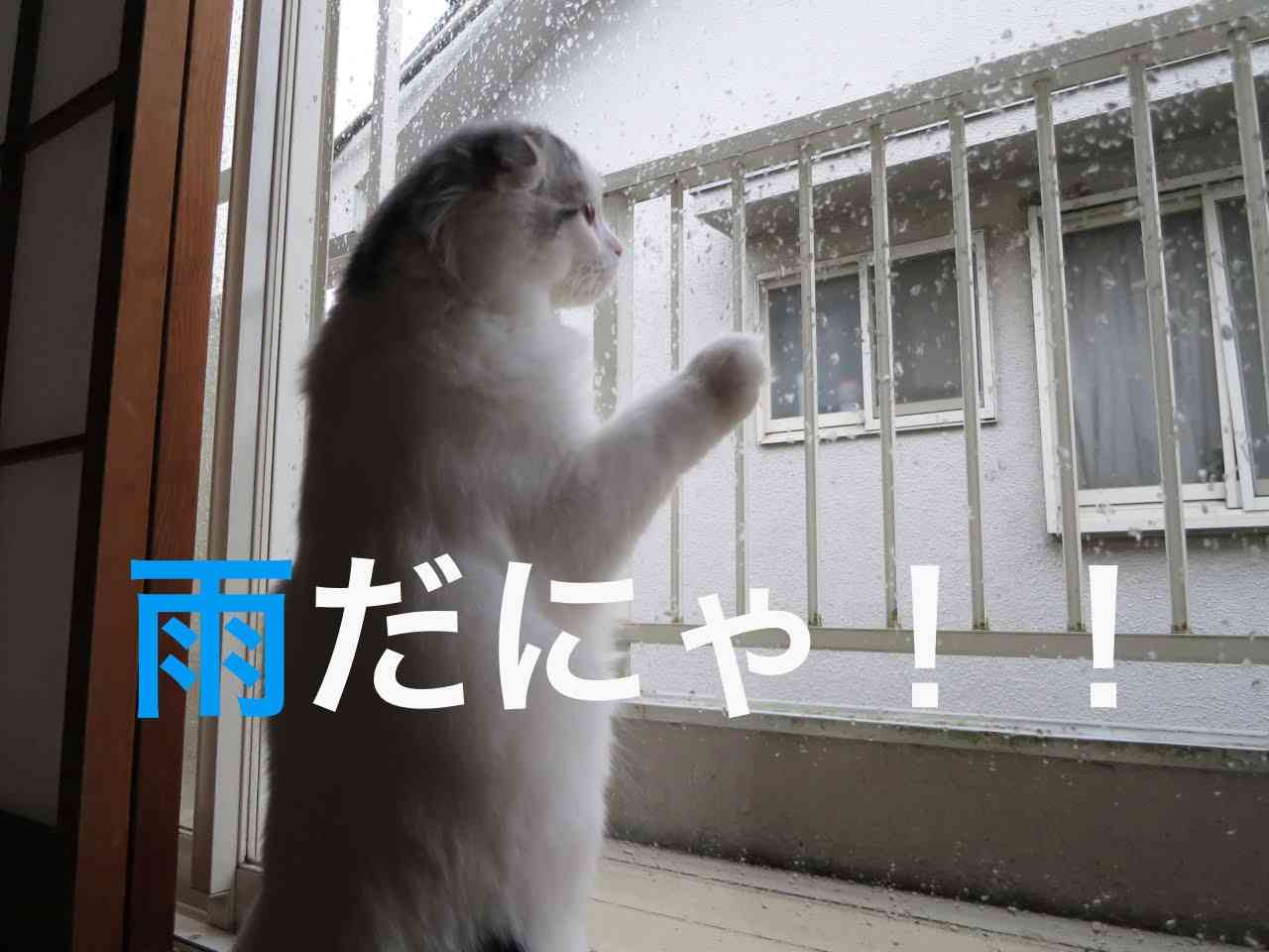 ガルちゃん猫カフェ18号店 開店しました♪ (初めての方も大歓迎！)