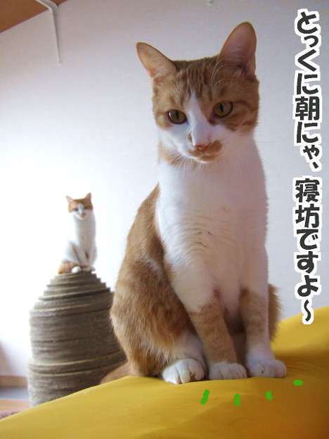 ガルちゃん猫カフェ18号店 開店しました♪ (初めての方も大歓迎！)