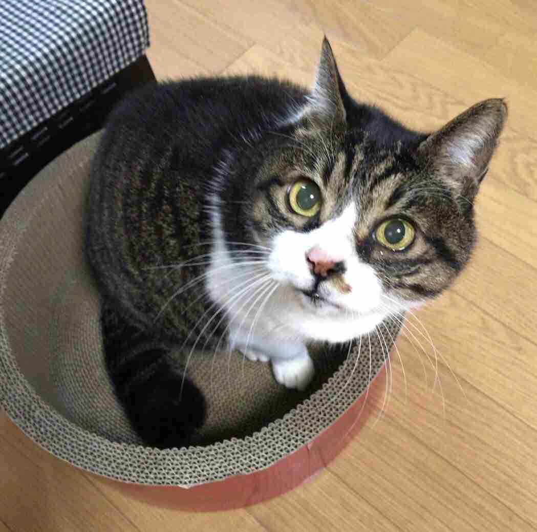 ガルちゃん猫カフェ18号店 開店しました♪ (初めての方も大歓迎！)