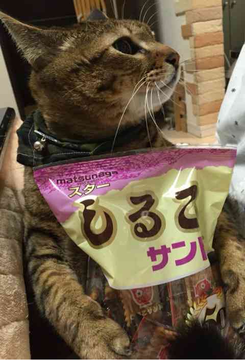 ガルちゃん猫カフェ18号店 開店しました♪ (初めての方も大歓迎！)
