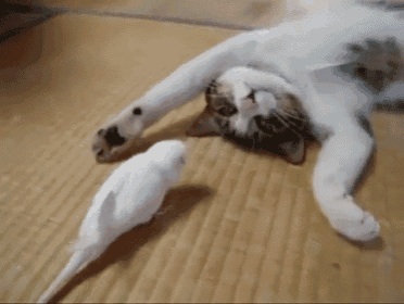 ガルちゃん猫カフェ18号店 開店しました♪ (初めての方も大歓迎！)