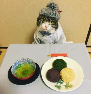 ガルちゃん猫カフェ18号店 開店しました♪ (初めての方も大歓迎！)