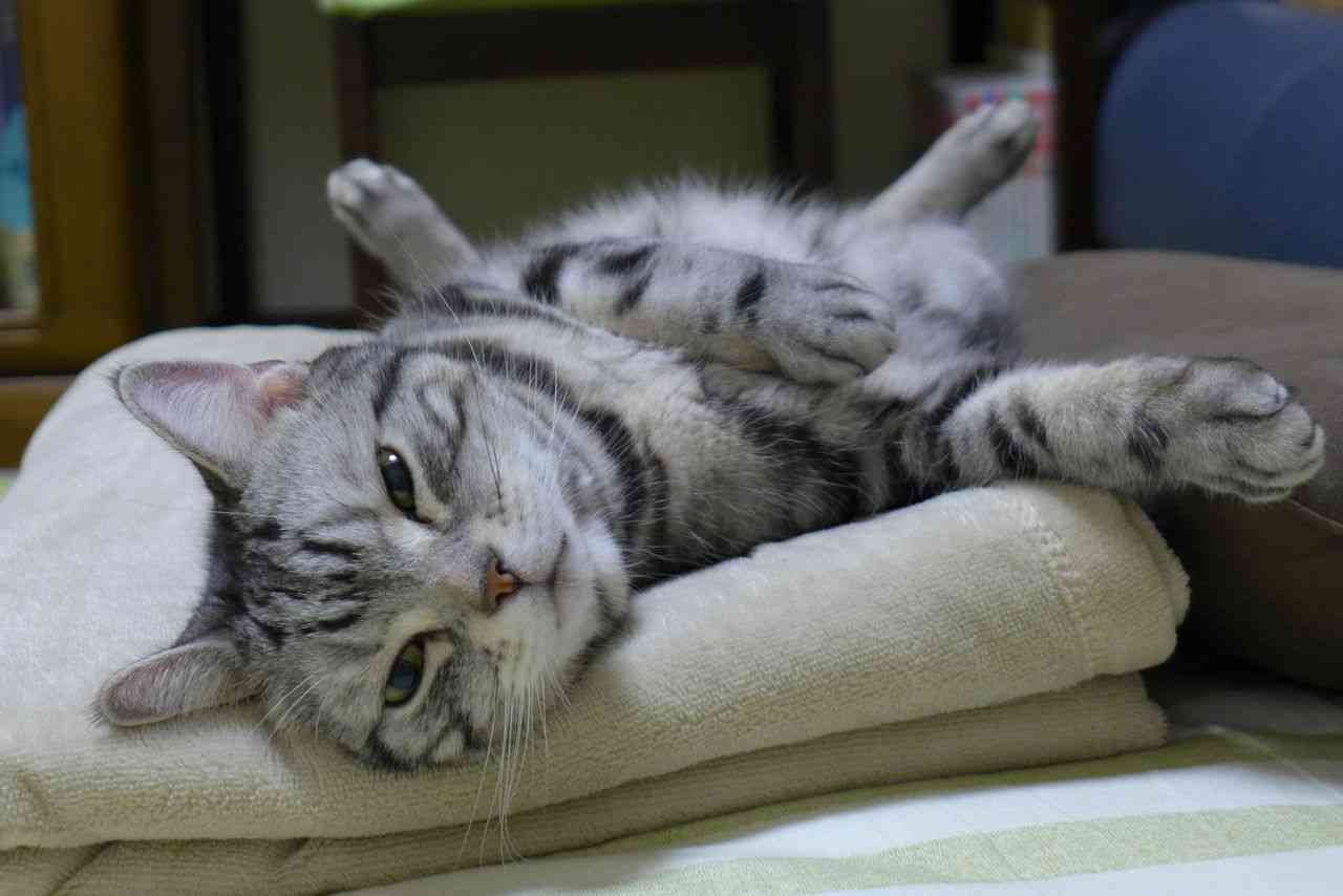 ガルちゃん猫カフェ18号店 開店しました♪ (初めての方も大歓迎！)