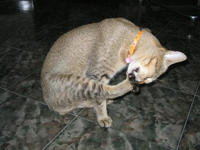 ガルちゃん猫カフェ18号店 開店しました♪ (初めての方も大歓迎！)