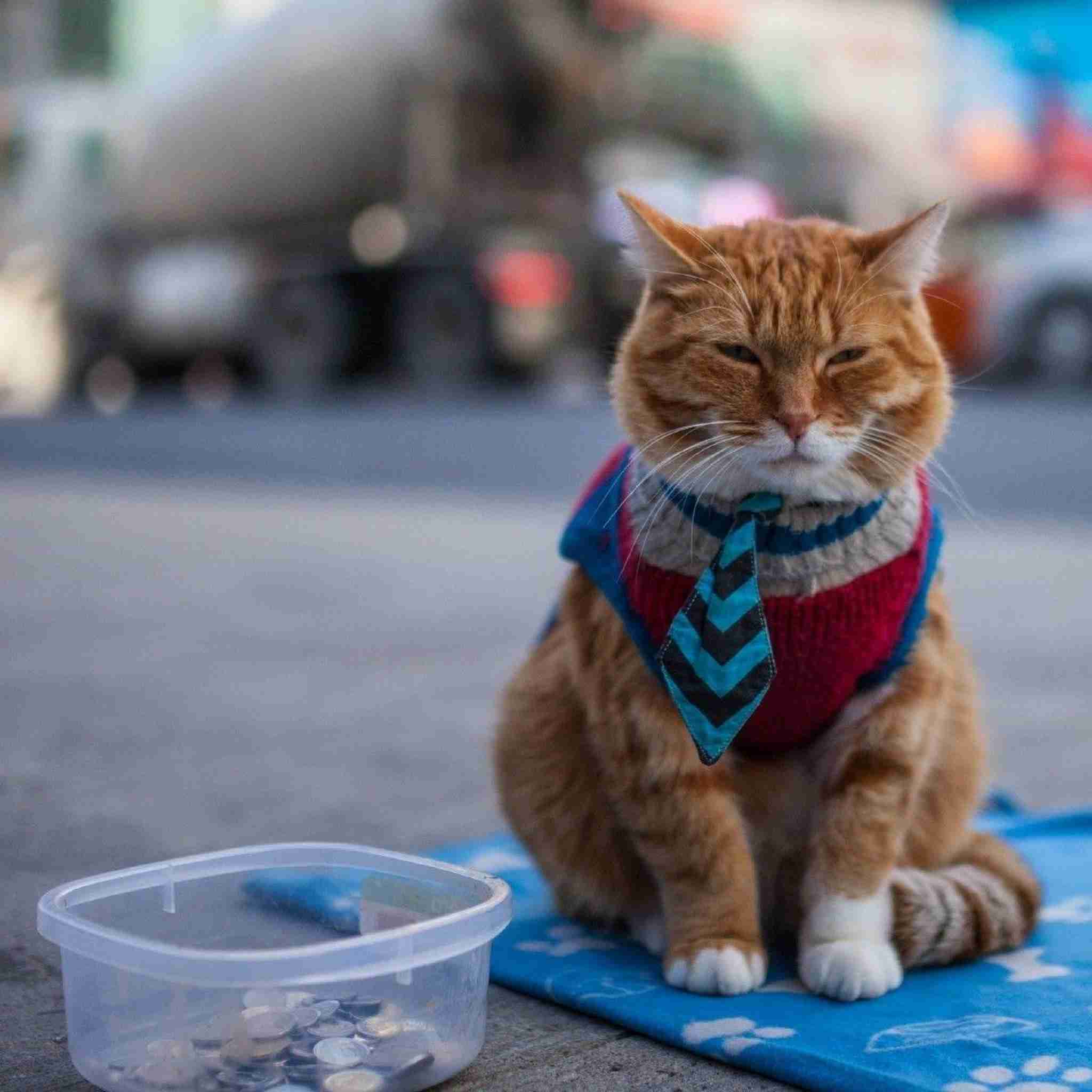 ガルちゃん猫カフェ18号店 開店しました♪ (初めての方も大歓迎！)