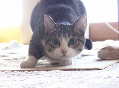 ガルちゃん猫カフェ18号店 開店しました♪ (初めての方も大歓迎！)