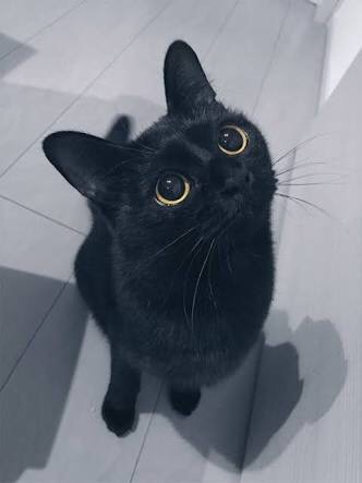 ガルちゃん猫カフェ18号店 開店しました♪ (初めての方も大歓迎！)