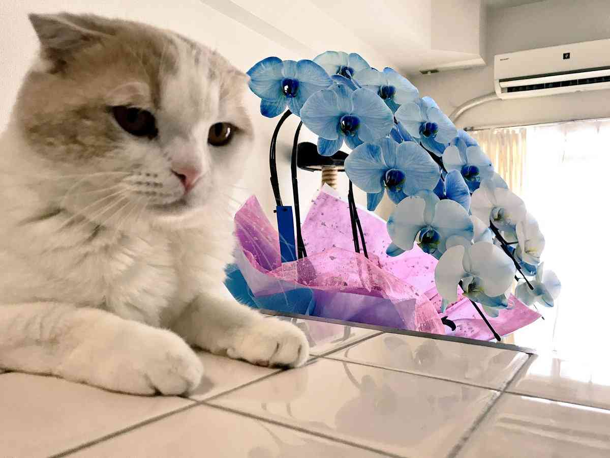 ガルちゃん猫カフェ18号店 開店しました♪ (初めての方も大歓迎！)