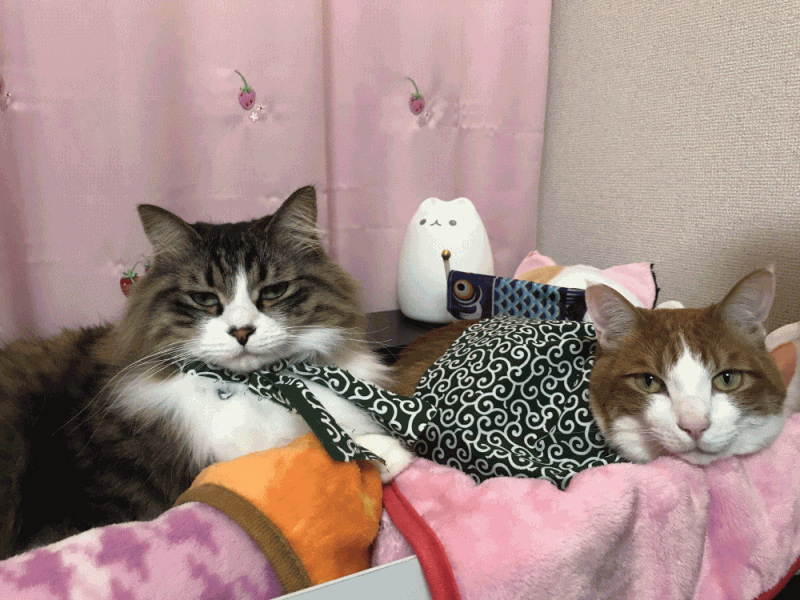 ガルちゃん猫カフェ18号店 開店しました♪ (初めての方も大歓迎！)