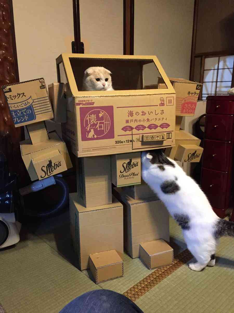 ガルちゃん猫カフェ18号店 開店しました♪ (初めての方も大歓迎！)