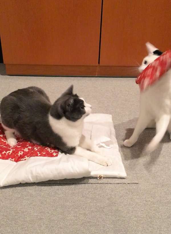 ガルちゃん猫カフェ18号店 開店しました♪ (初めての方も大歓迎！)