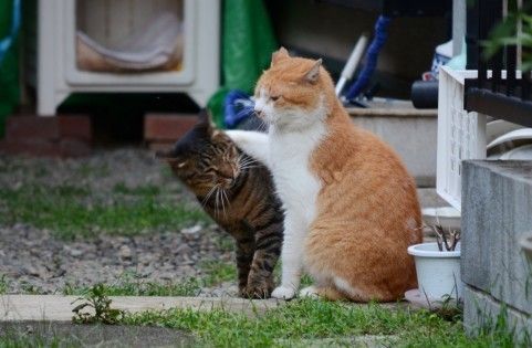ガルちゃん猫カフェ18号店 開店しました♪ (初めての方も大歓迎！)