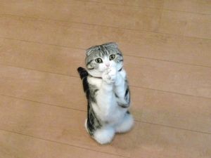 ガルちゃん猫カフェ18号店 開店しました♪ (初めての方も大歓迎！)