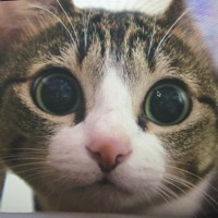 ガルちゃん猫カフェ18号店 開店しました♪ (初めての方も大歓迎！)