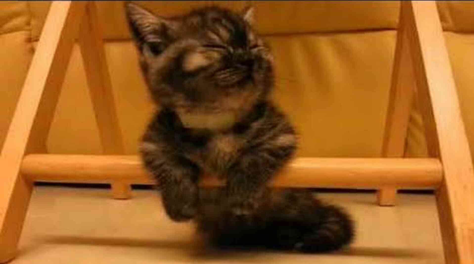 ガルちゃん猫カフェ18号店 開店しました♪ (初めての方も大歓迎！)