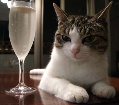 ガルちゃん猫カフェ18号店 開店しました♪ (初めての方も大歓迎！)