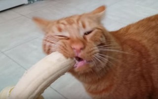 ガルちゃん猫カフェ18号店 開店しました♪ (初めての方も大歓迎！)