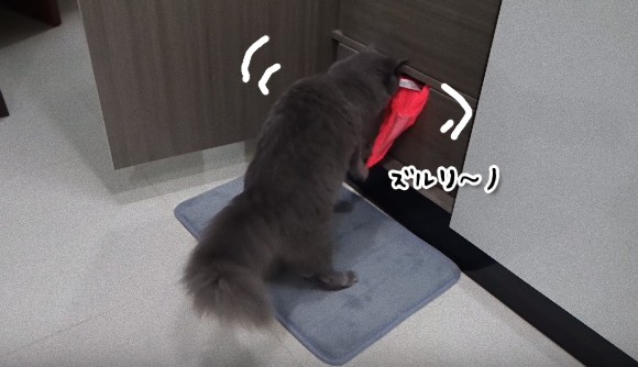 ガルちゃん猫カフェ18号店 開店しました♪ (初めての方も大歓迎！)