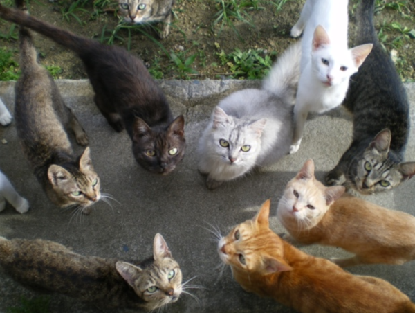 ガルちゃん猫カフェ18号店 開店しました♪ (初めての方も大歓迎！)