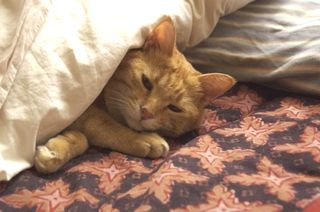 ガルちゃん猫カフェ18号店 開店しました♪ (初めての方も大歓迎！)