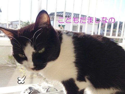 ガルちゃん猫カフェ18号店 開店しました♪ (初めての方も大歓迎！)