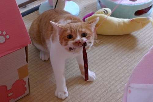 ガルちゃん猫カフェ18号店 開店しました♪ (初めての方も大歓迎！)