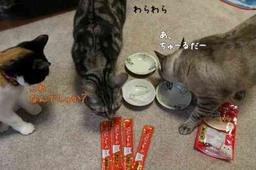 ガルちゃん猫カフェ18号店 開店しました♪ (初めての方も大歓迎！)