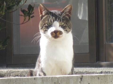 ガルちゃん猫カフェ18号店 開店しました♪ (初めての方も大歓迎！)