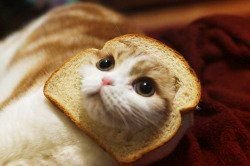 ガルちゃん猫カフェ18号店 開店しました♪ (初めての方も大歓迎！)