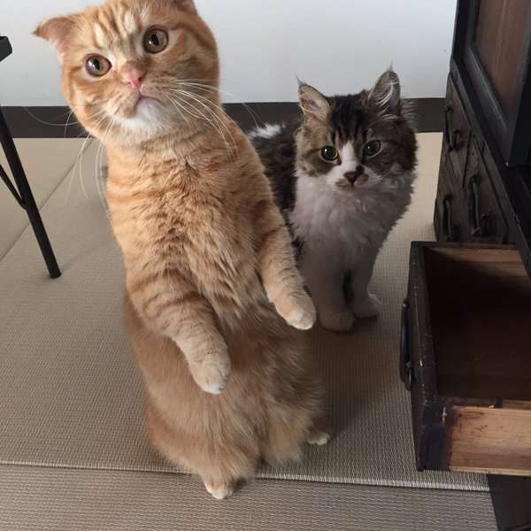 ガルちゃん猫カフェ18号店 開店しました♪ (初めての方も大歓迎！)