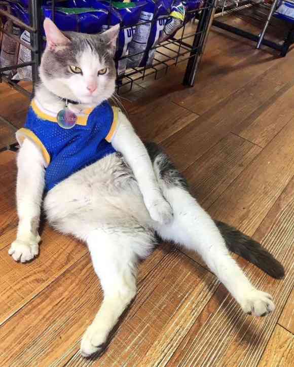 ガルちゃん猫カフェ18号店 開店しました♪ (初めての方も大歓迎！)