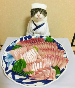ガルちゃん猫カフェ18号店 開店しました♪ (初めての方も大歓迎！)