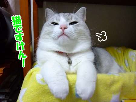 ガルちゃん猫カフェ18号店 開店しました♪ (初めての方も大歓迎！)