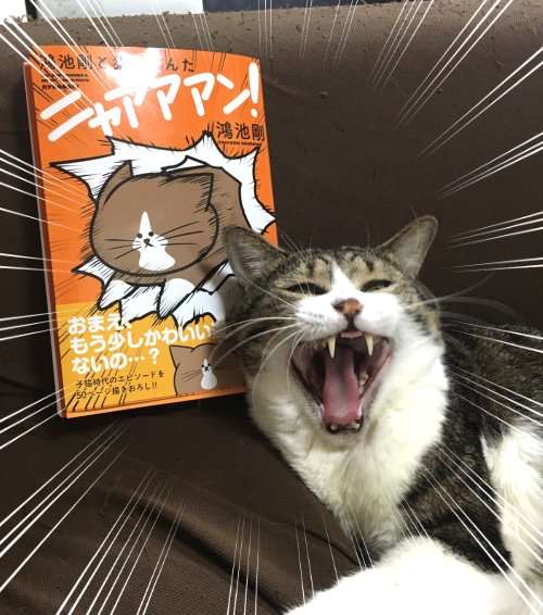 ガルちゃん猫カフェ18号店 開店しました♪ (初めての方も大歓迎！)