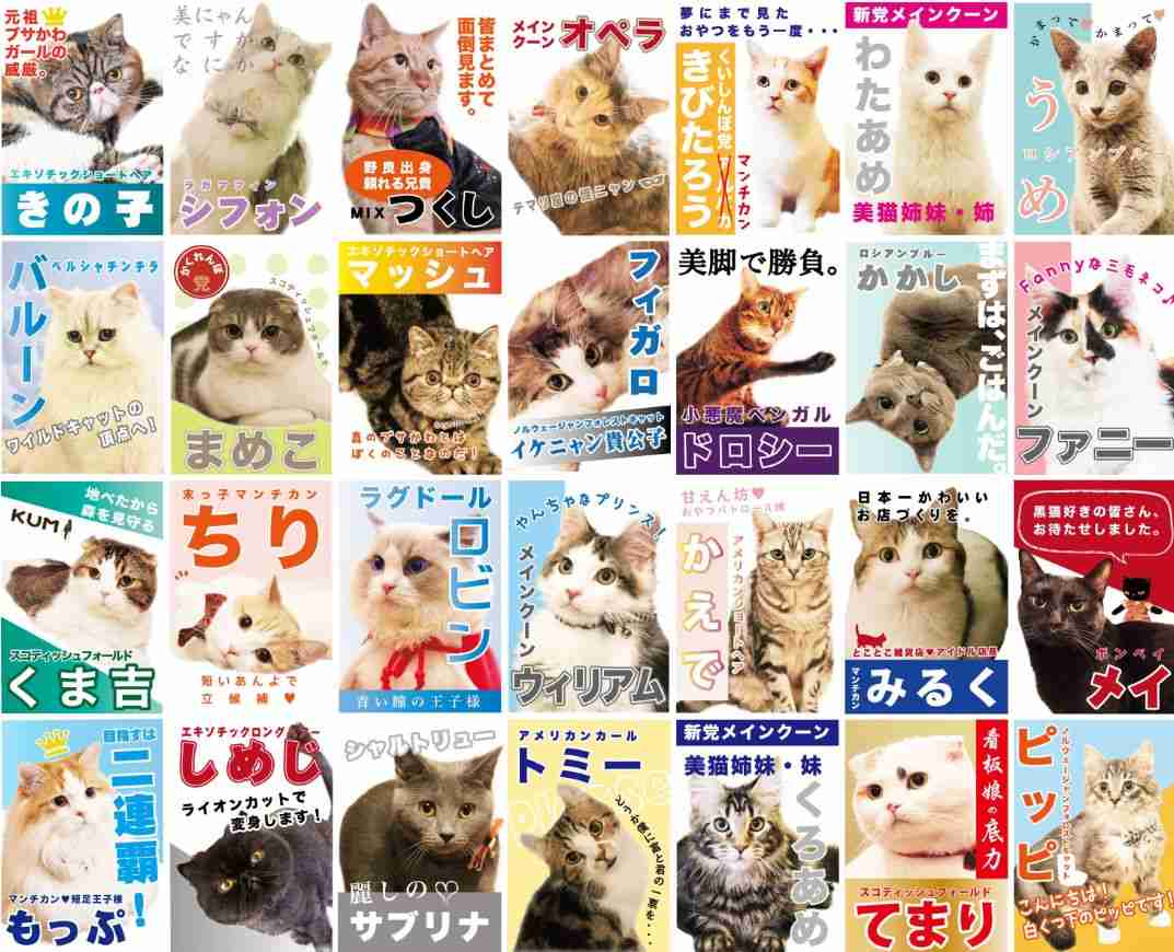 ガルちゃん猫カフェ18号店 開店しました♪ (初めての方も大歓迎！)