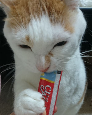 ガルちゃん猫カフェ18号店 開店しました♪ (初めての方も大歓迎！)