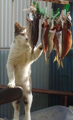 ガルちゃん猫カフェ18号店 開店しました♪ (初めての方も大歓迎！)