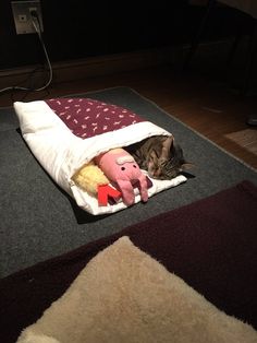 ガルちゃん猫カフェ18号店 開店しました♪ (初めての方も大歓迎！)