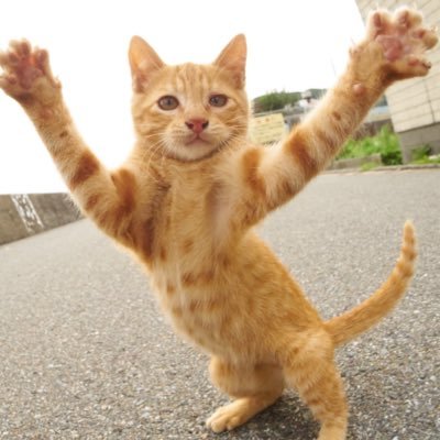 ガルちゃん猫カフェ18号店 開店しました♪ (初めての方も大歓迎！)