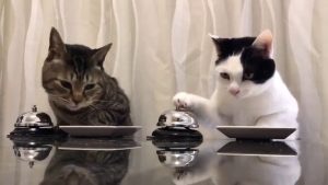 ガルちゃん猫カフェ18号店 開店しました♪ (初めての方も大歓迎！)