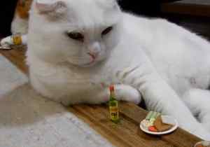ガルちゃん猫カフェ18号店 開店しました♪ (初めての方も大歓迎！)