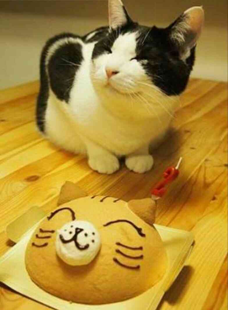 ガルちゃん猫カフェ18号店 開店しました♪ (初めての方も大歓迎！)