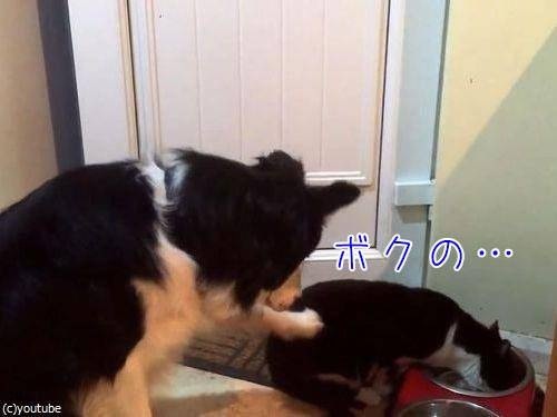 ガルちゃん猫カフェ18号店 開店しました♪ (初めての方も大歓迎！)