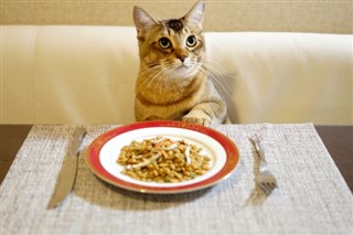 ガルちゃん猫カフェ18号店 開店しました♪ (初めての方も大歓迎！)