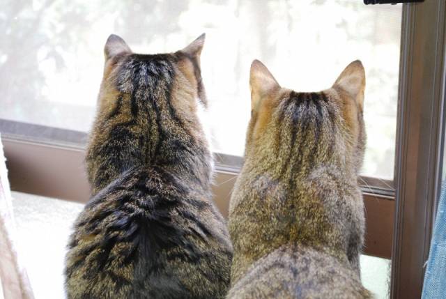 ガルちゃん猫カフェ18号店 開店しました♪ (初めての方も大歓迎！)