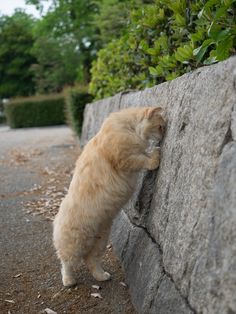 ガルちゃん猫カフェ18号店 開店しました♪ (初めての方も大歓迎！)