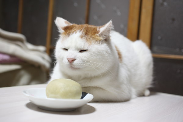 ガルちゃん猫カフェ18号店 開店しました♪ (初めての方も大歓迎！)