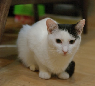 ガルちゃん猫カフェ18号店 開店しました♪ (初めての方も大歓迎！)